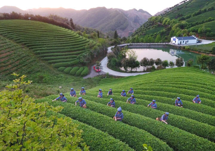 武义抢采“谷雨前茶” 一缕茶香中的时间博弈