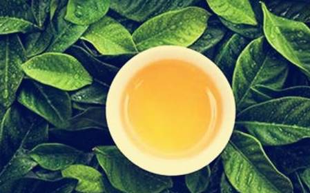 茶的真相！第一条就把我震住了